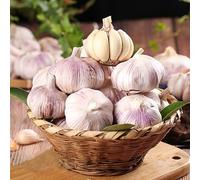 aglio,decorative propagazione dei semi semi biologici Aiuole rialzate per il giardino amanti dell'ombra,resistenti al freddo 400semi