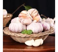 aglio decorative semi di ombra crescita resistenti propagazione dei semi vasi per biologici Aiuole rialzate per 200semi