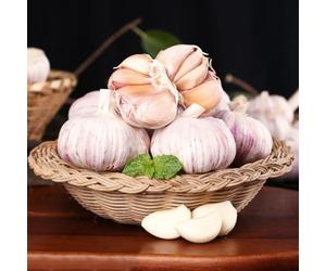 aglio decorative semi di ombra crescita resistenti propagazione dei semi vasi per biologici Aiuole rialzate per 200semi
