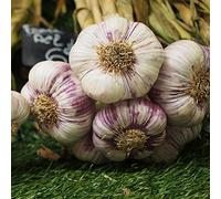 aglio decorazione eccellente per i luoghi soleggiati raro verdi 200semi