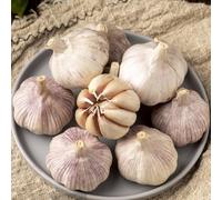 aglio,ombra propagazione dei semi giardino in vaso resistenti in vaso semi biologici Aiuole rialzate per il giardino per gli 450semi