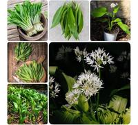 Aglio Orsino Selvatico di Montagna, Allium Ursinum, ottimo Integratore per Sistema Immunitario e Digestione 40 semi selezionati