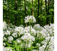 aglio selvatico di interni esotici resistenti per giardini di rocce resistenti Letti elevati per giardino semi giardino semi del balcone 500pcs
