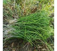 aglio selvatico giardino invernale decorazione semi Letti elevati per giardino interni esotici resistenti per giardini rocce 100pcs