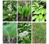 aglio selvatico semi resistenti per giardini rocce decorazione balcone semi resistenti Letti elevati per giardino 45pcs