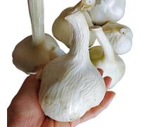 Aglione Baciami Ancora fresco coltivato in Valdichiana - Non dà cattivo alito - Gusto dolce e delicato - Da associare alle bruschette e con i pici o gli umbrichelli