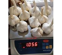 AGLIONE DELLA VAL DI CHIANA KG 1 CAPI INTERI TAGLIA PICCOLA. IN OMAGGIO UNA CONFEZIONE DI PASTA DEI COLTIVATORI TOSCANI