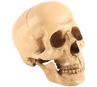 Agmoctz Moda 1: 1 Crane Umano in Resina Insegnamento Anatomico Decorazione Giallo