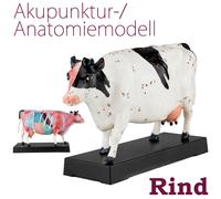Agopuntura Anatomia Figura TCM Modello Mucca Muscle Model Manzo MedMod