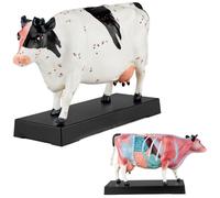 Agopuntura Anatomia Figura TCM Modello Muscolo Selezione Animale MedMod