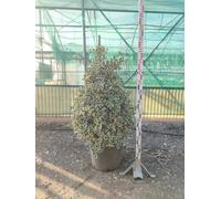Agrifoglio Ilex Aquifolium Argenteomarginata Piramide Vaso 50 cm | H 140-160
