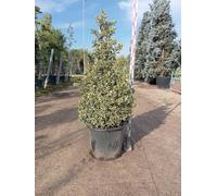 Agrifoglio Variegato Ilex Aquifolium Argenteomarginata Piramide Vaso 50 cm