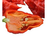 AGROBITS 10 Reaper ingHottest pepe sulla Terra Pepper HomeGift