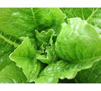 AGROBITS 200 Regina Dei Gacci Insalata Sat