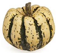 AGROBITS 25 SWE PLING SQUASH Delita Cucurbita un Vegable * pettine S / H