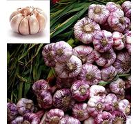 AGROBITS 30x, 30 spicchi Wight/vedere o 3 lampadine