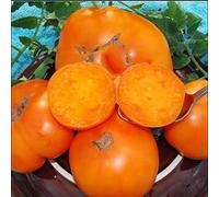 AGROBITS Breakfast TomatoFruit Vegable Nuovo S Super conveniente 20KELLOG'S