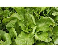AGROBITS Insalata riccia - 25 + - FINE e CRI!