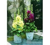 AGROBITS Malvone Flowe 30Alcea Altea un patio con giardino
