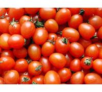 AGROBITS Tomato30Red tutte le varietà Lycopersicon EsculentumB040 Hot