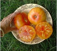 AGROBITS Verdure del pomodoro SK PINO 100 FINEST VEDI