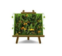 Agrumi Arancio Dolce Citrus Sinensis Pianta Altezza: 80~90 cm Vaso: 20 cm