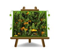 Agrumi Arancio Dolce Citrus Sinensis su vaso 26 albero da frutto max 150/160 cm