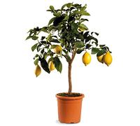 Agrumi pianta vera ALBERO DI LIMONE SIRACUSANO - CITRUS LIMON -Ø 20 CM - H 80 CM