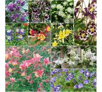 aguileña - semi esotici resistenti per interni balcone bonsái interni giardino resistenti per giardino Semi per - 500pcs