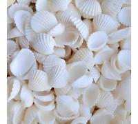 AHEJIOO 150 Pezzi Conchiglie Decorative, Conchiglie Marine Bianche da 2,5-3 CM per Artigianato, Conchiglia di Mare Bianche Naturali, Conchiglie di Cocco Bianche per Decorazioni Artigianali DIY