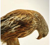 Aidan O'Rourke The Best of 365 (CD) Album