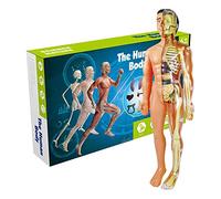 AIHOME Modello anatomico del Corpo Umano, Simulazione di Scheletro Umano Modello di Aiuto didattico, Scienza educazione Studenti Fai da Te assemblare Giocattoli manuali