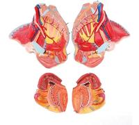 AIJILI Modello di Bacino Femminile Umano a grandezza Naturale 1:1 con Muscoli del Pavimento pelvico - Sussidio didattico Ideale for Studenti e Professionisti di Medicina