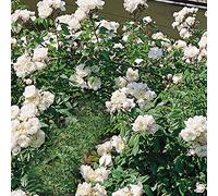 Aimée Vibert, rosa rampicante antica rifiorente in vaso di Rose Barni®, pianta di rosa rampicante di gran pregio, vigorosa, rifiorente, profumata e con fiori di color bianco neve, cod. 14005