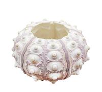 Air Sea Riccio da tavolo Tillandsia Holder Miniature Gardening Decoration