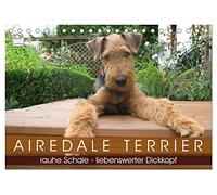 Airedale Terrier (Tischkalender 2026 DIN A5 quer), CALVENDO Monatskalender: Zauberhafte Fotos aus dem Leben eines Airedales