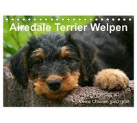 Airedale Terrier Welpen (Tischkalender 2026 DIN A5 quer), CALVENDO Monatskalender: Airedale-Welpen in ihrer Zeit beim Züchter