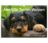 Airedale Terrier Welpen (Wandkalender 2026 DIN A3 quer), CALVENDO Monatskalender: Airedale-Welpen in ihrer Zeit beim Züchter