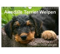 Airedale Terrier Welpen (Wandkalender 2026 DIN A4 quer), CALVENDO Monatskalender: Airedale-Welpen in ihrer Zeit beim Züchter