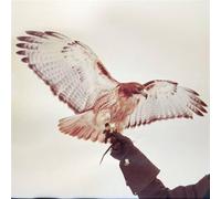 Airis, Jm - Wild Birds