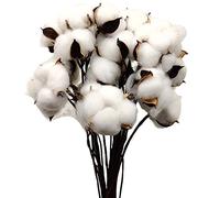 Aisamco 30 pezzi Batuffoli di cotone essiccati di colore naturale Rami di cotone bianco Scelti con bastoncino Perfetto per ghirlande Regalo artigianale per la casa Decorazioni in stile rustico