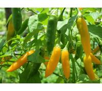 Aji Amarillo Hot Pepe 40+ Fresh Organic Seeds for the 2018 Season : Package Contains seeds