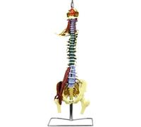 AJKNCVPEA Modello anatomico colorato della Colonna vertebrale da 85 cm, | With Herniated Disk Nerves Arteries Pelvis and Muscle for Medical Teaching