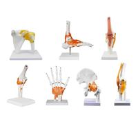 AJKNCVPEA Set da 6 Pezzi di Modelli anatomici Umani, | Spalla, gomito, anca, ginocchio, mano, piede: articolazioni e ossa. Anatomia delle articolazioni