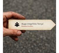 Ajuga integrifolia 'Kenya' SEEDS - - SEMI Bugola | Erba di San Lorenzo