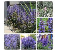 Ajuga reptans - decorazioni giardino per esterni semi di selvatici balcone, autunnale, tetti verdi decorazione 500pcs