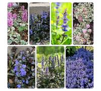 Ajuga reptans - giardino decorazioni giardino per esterni tetti verdi balcone primavera semi biologici primaverili selvatici balcone 300pcs