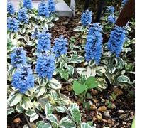 Ajuga reptans semi di giardino semi di ufficio selvatici balcone al coperto 200pcs