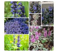Ajuga reptans - tetti verdi decorazione resistenti semi di coperto ufficio 300pcs