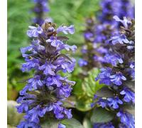 Ajuga reptans - tetti verdi ufficio resistenti balcone primavera semi biologici di 40pcs